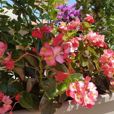 Lu Apartament Nerezine