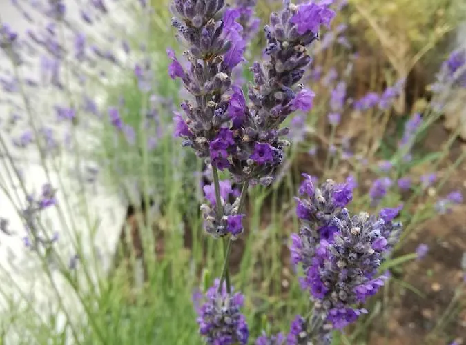 Апартаменты Lu *